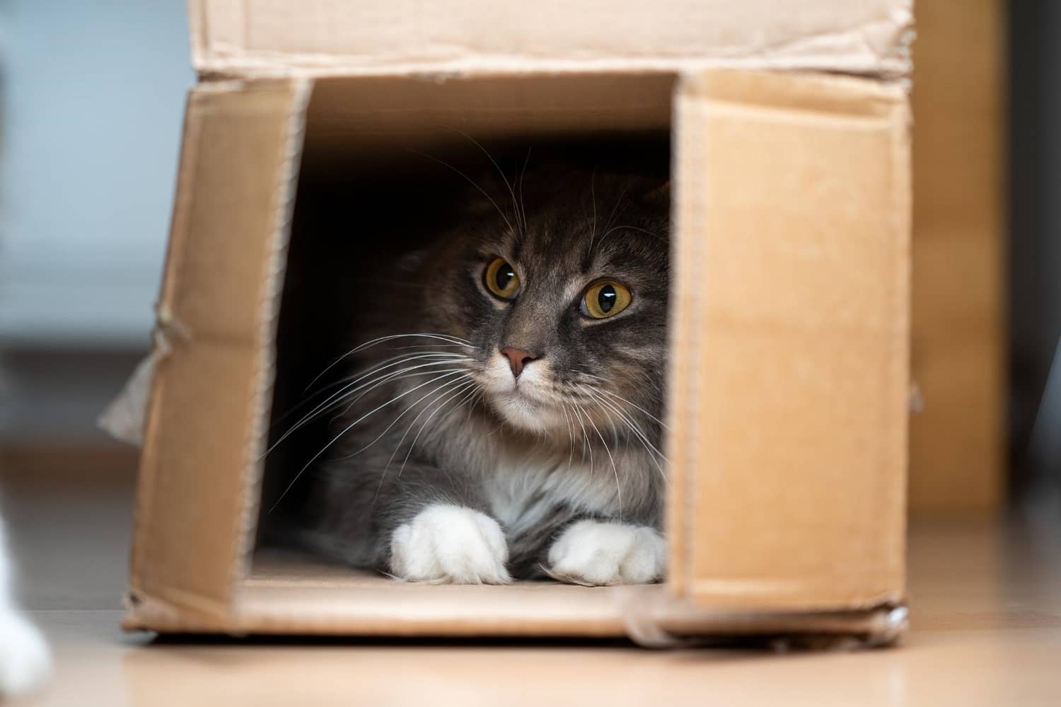Cat in a box preparing to move home